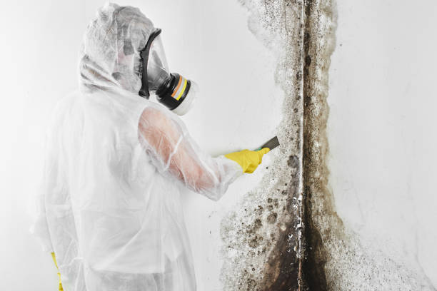 Best Residential Mold Removal  in White Marsh, MD