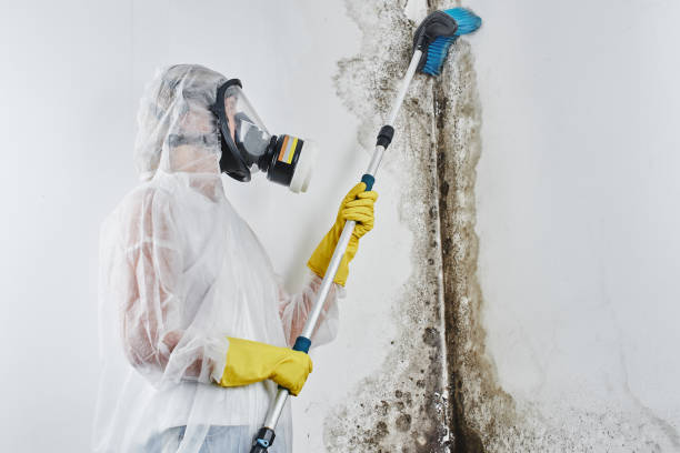 Best Attic Mold Removal  in White Marsh, MD