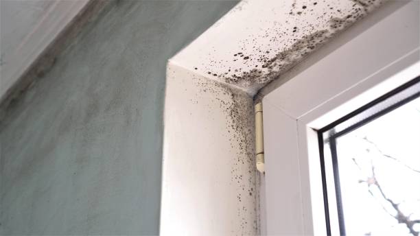 Reliable White Marsh, MD Mold Removal Solutions