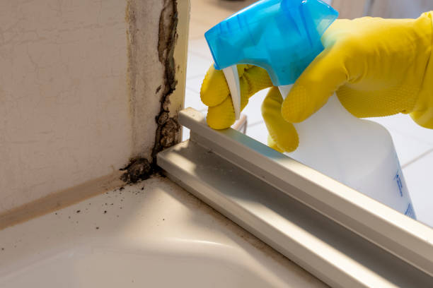 Best Professional Mold Removal  in White Marsh, MD