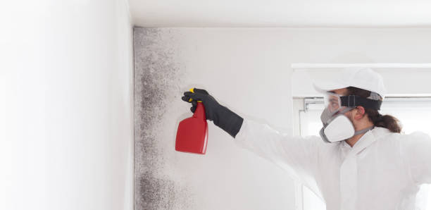 Home Mold Removal in White Marsh, MD