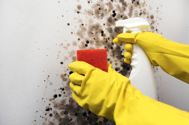 Best Black Mold Removal  in White Marsh, MD
