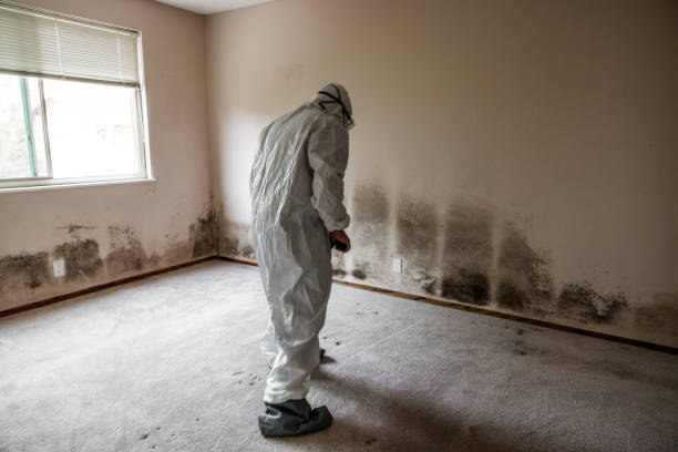 Best Attic Mold Removal  in White Marsh, MD