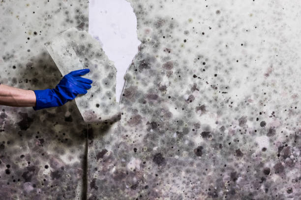 Best Fast Mold Removal  in White Marsh, MD