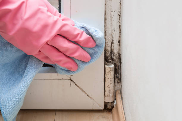 Best Same-Day Mold Removal  in White Marsh, MD