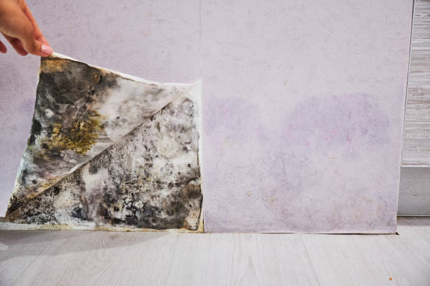 Best Mold Testing  in White Marsh, MD